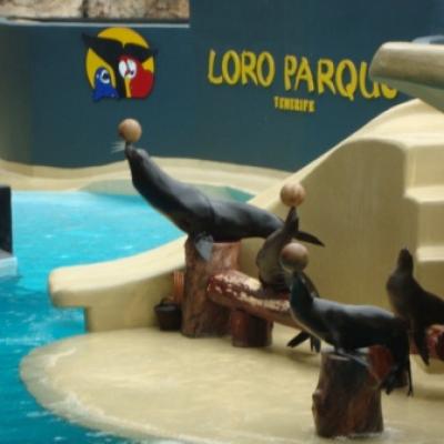 Loro  Park Otarie