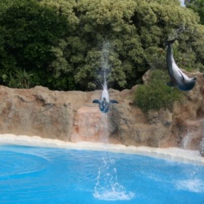 Sauts de Dauphins