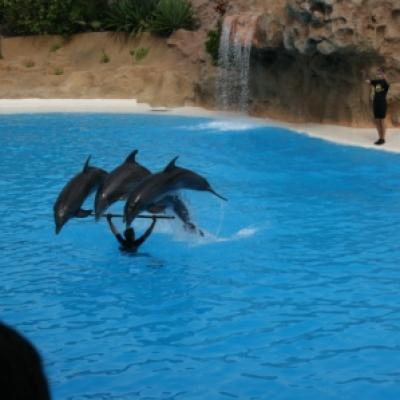 Loro Park Dauphins