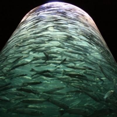 Colonne de poissons
